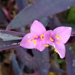 Tradescantia pallida Květ
