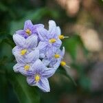 Solanum crispum Blomma