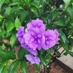 Brunfelsia uniflora ফুল