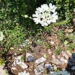 Orlaya grandiflora Floare