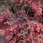 Ephedra distachya Fruitua