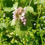 Lamium hybridumFlower