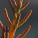 Salicornia disarticulata Other