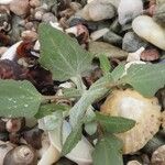 Atriplex laciniata Leaf