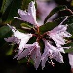 Rhododendron siderophyllum Flower