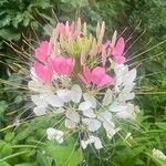 Cleome spinosa Flower