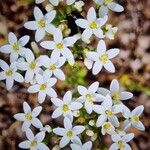 Centaurium erythraeaKvět