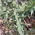 Carduus tenuiflorus ഇല