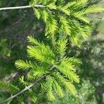 Taxodium distichumBlad