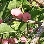 Euonymus hamiltonianus Blüte