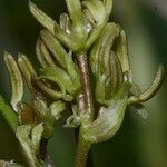 Scheuchzeria palustris Цветок