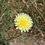 Malacothrix californica Flower