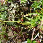 Carex uncinioides Habit