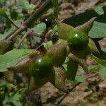 Atropa bella-donna ഫലം