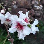 Prunus amygdalus Flower