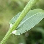 Eragrostis spectabilis Leaf