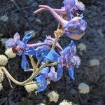 Delphinium scaposum Flower