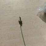 Carex pilulifera Blomma