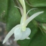 Angraecum angustipetalum Flower