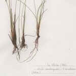 Eleocharis multicaulis Облик