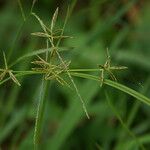 Cyperus sphacelatus Virág