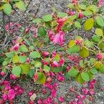 Rhododendron orbiculare Kvet