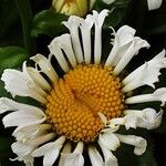 Leucanthemum maximum 花