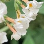 Buddleja albiflora Кветка