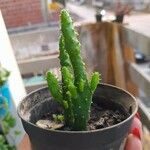 Opuntia monacantha 葉