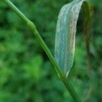 Lolium giganteum Leaf