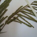Chloroleucon acacioides Diğer
