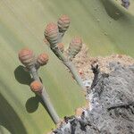 Welwitschia mirabilis Sonstige
