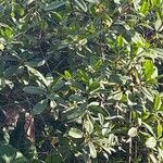Rhizophora mangle Blatt
