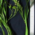 Prosthechea livida Alia