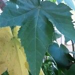 Abutilon megapotamicum Hoja