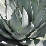 Agave sebastiana Habit