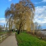 Salix babylonica Hábito