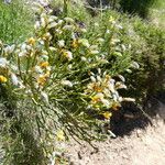 Cytisus balansae Alkat (teljes növény)