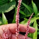 Persicaria glabra Flor