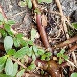 Portulaca oleracea Rhisgl