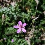 Erodium cicutariumBlüte