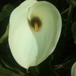 Zantedeschia aethiopicaCvet