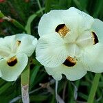 Dietes bicolor Virág