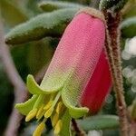 Correa reflexa Bloem