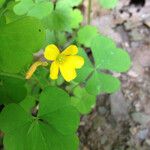 Oxalis grandis പുഷ്പം