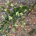 Lespedeza cuneata Flower