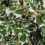 Ilex aquifoliumপাতা