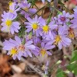 Symphyotrichum oolentangiense 花