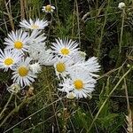 Erigeron annuus പുഷ്പം