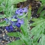 Caryopteris × clandonensis Çiçek